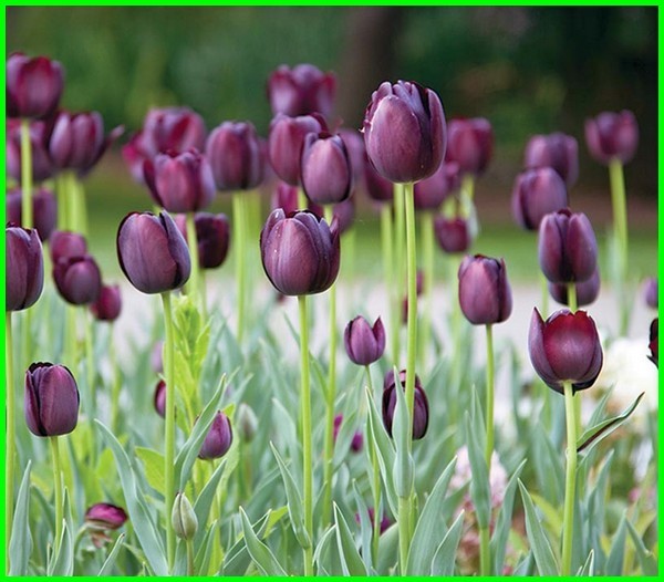 Detail Warna Warna Bunga Tulip Nomer 22