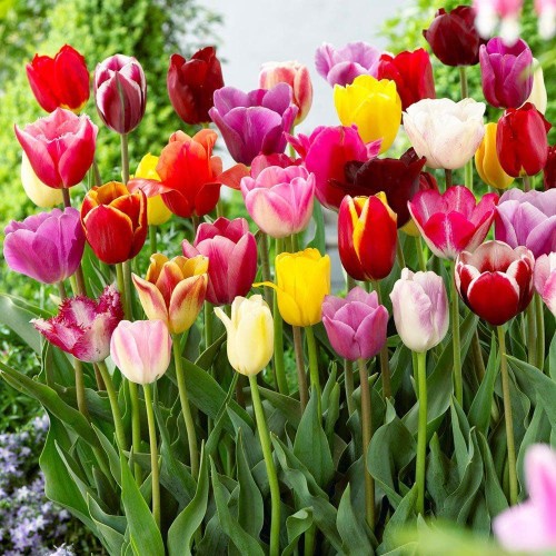 Detail Warna Warna Bunga Tulip Nomer 10