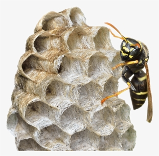 Detail Wasp Download Nomer 11