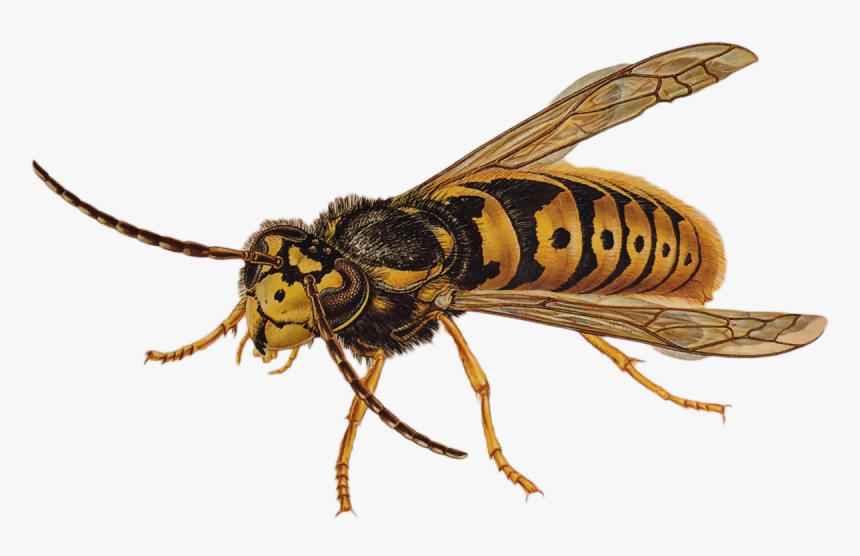 Detail Wasp Download Nomer 12