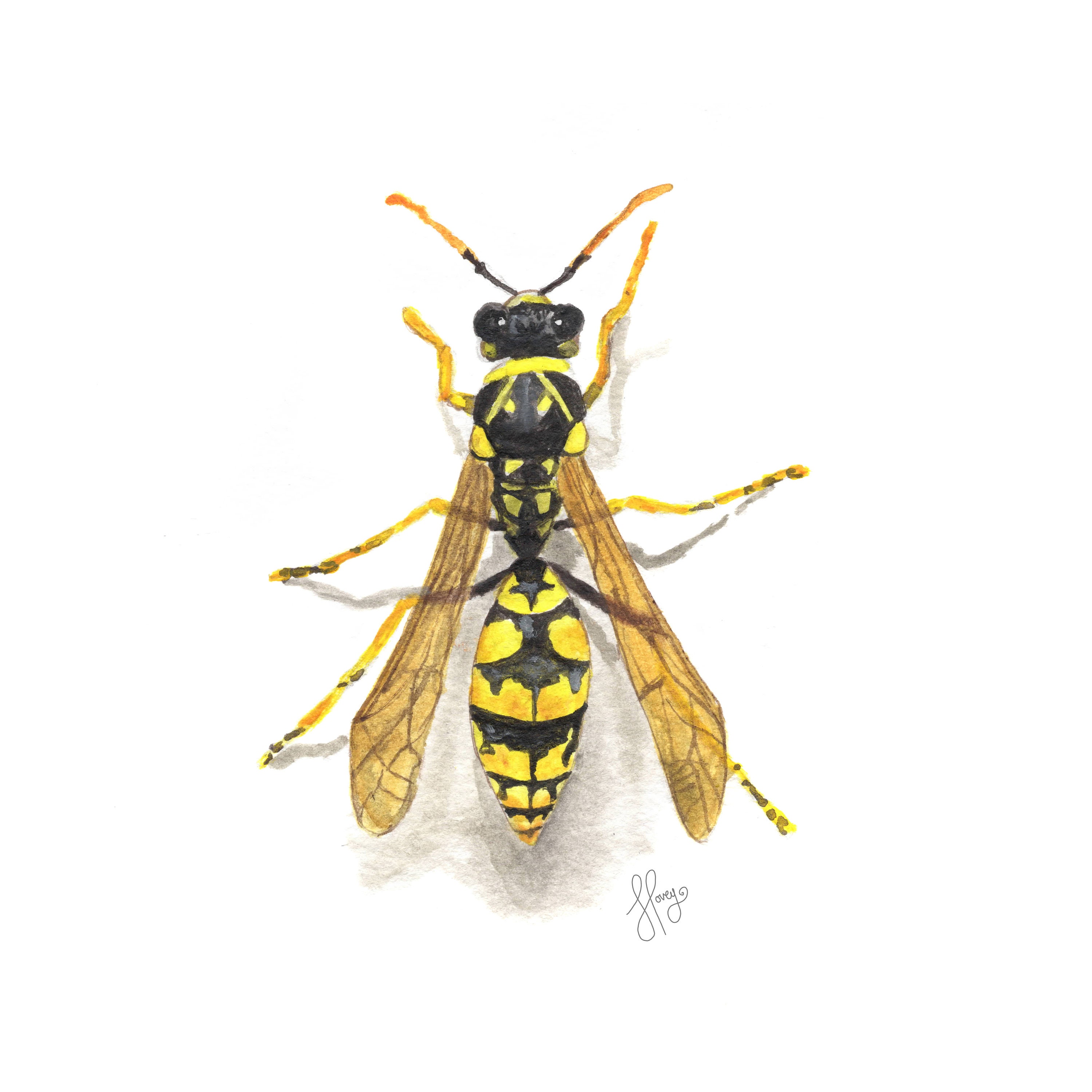 Detail Wasp Download Nomer 13
