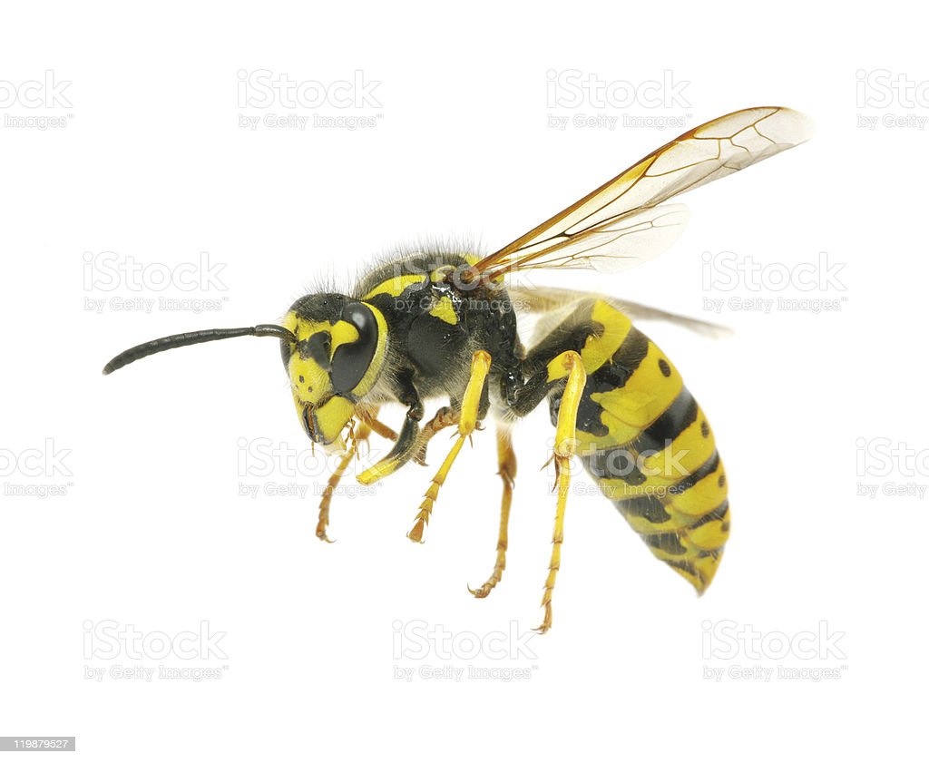 Detail Wasp Download Nomer 16