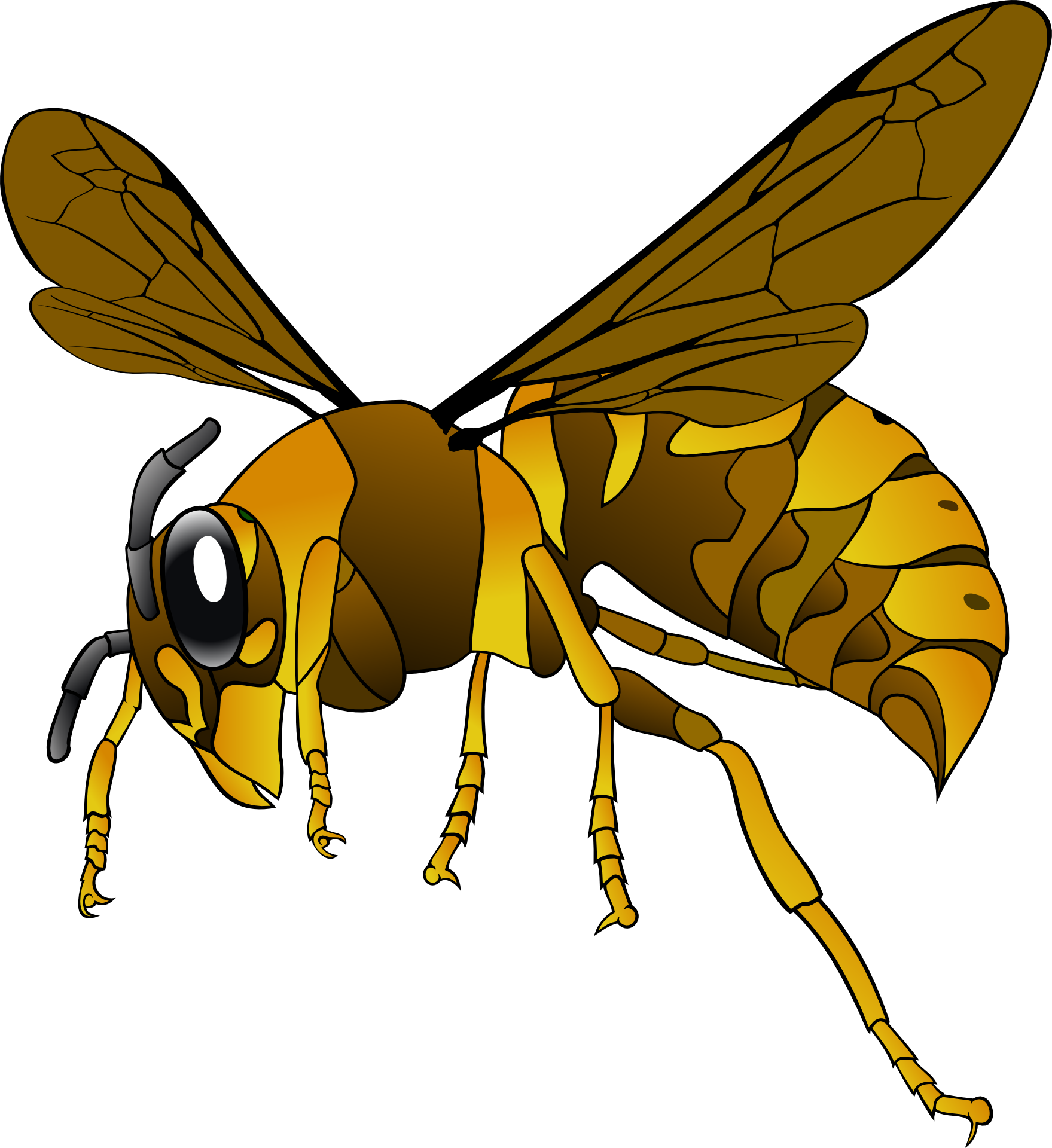 Detail Wasp Download Nomer 18