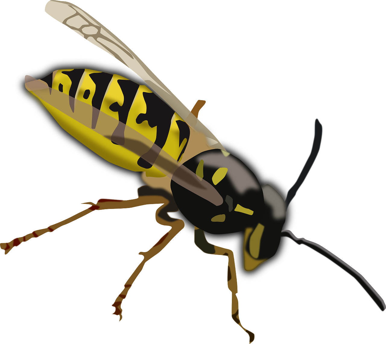 Detail Wasp Download Nomer 19
