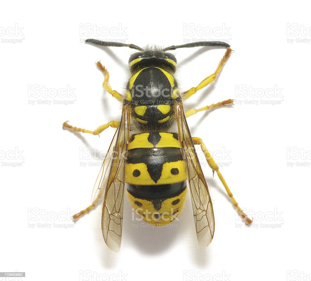 Detail Wasp Download Nomer 21