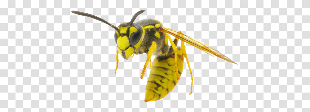 Detail Wasp Download Nomer 23