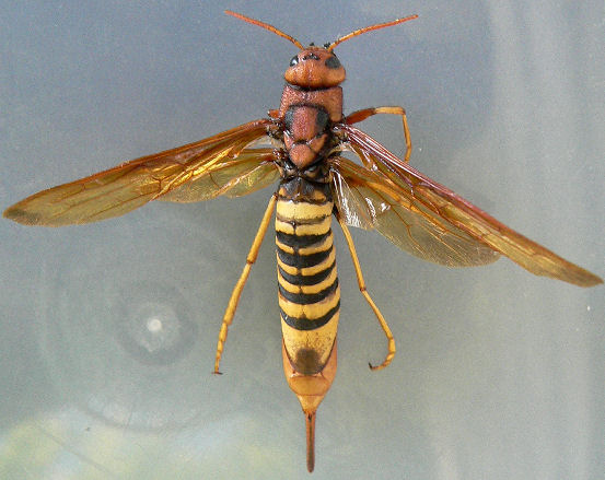 Detail Wasp Download Nomer 30