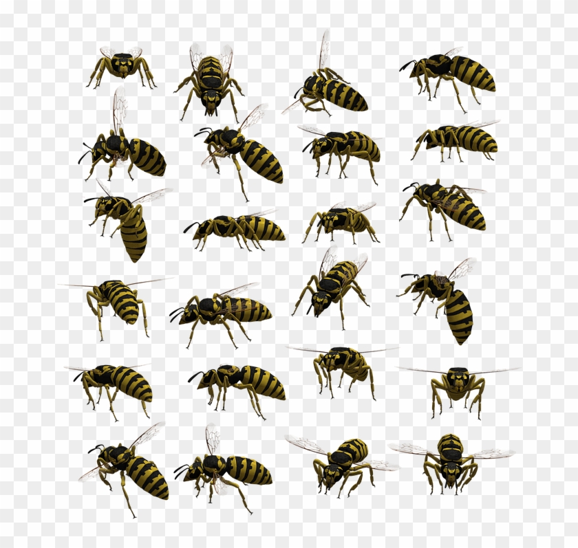 Detail Wasp Download Nomer 34