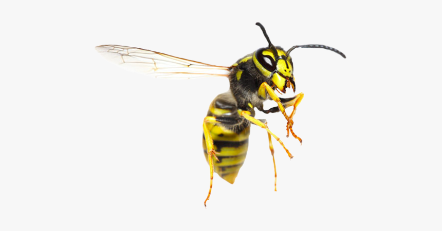 Detail Wasp Download Nomer 5
