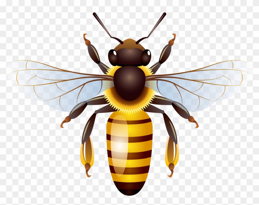 Detail Wasp Download Nomer 40