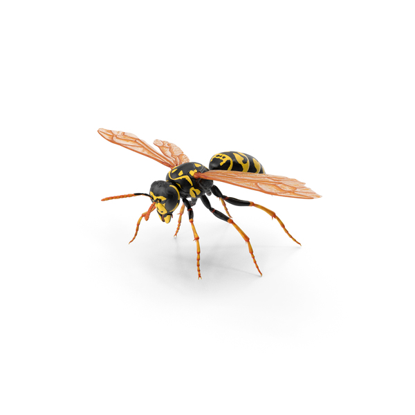 Detail Wasp Download Nomer 43