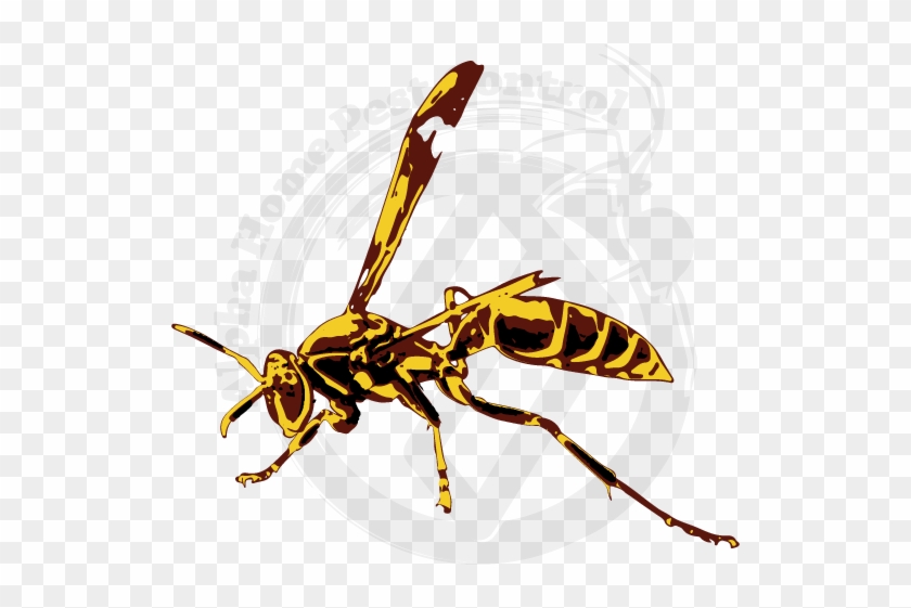 Detail Wasp Download Nomer 48