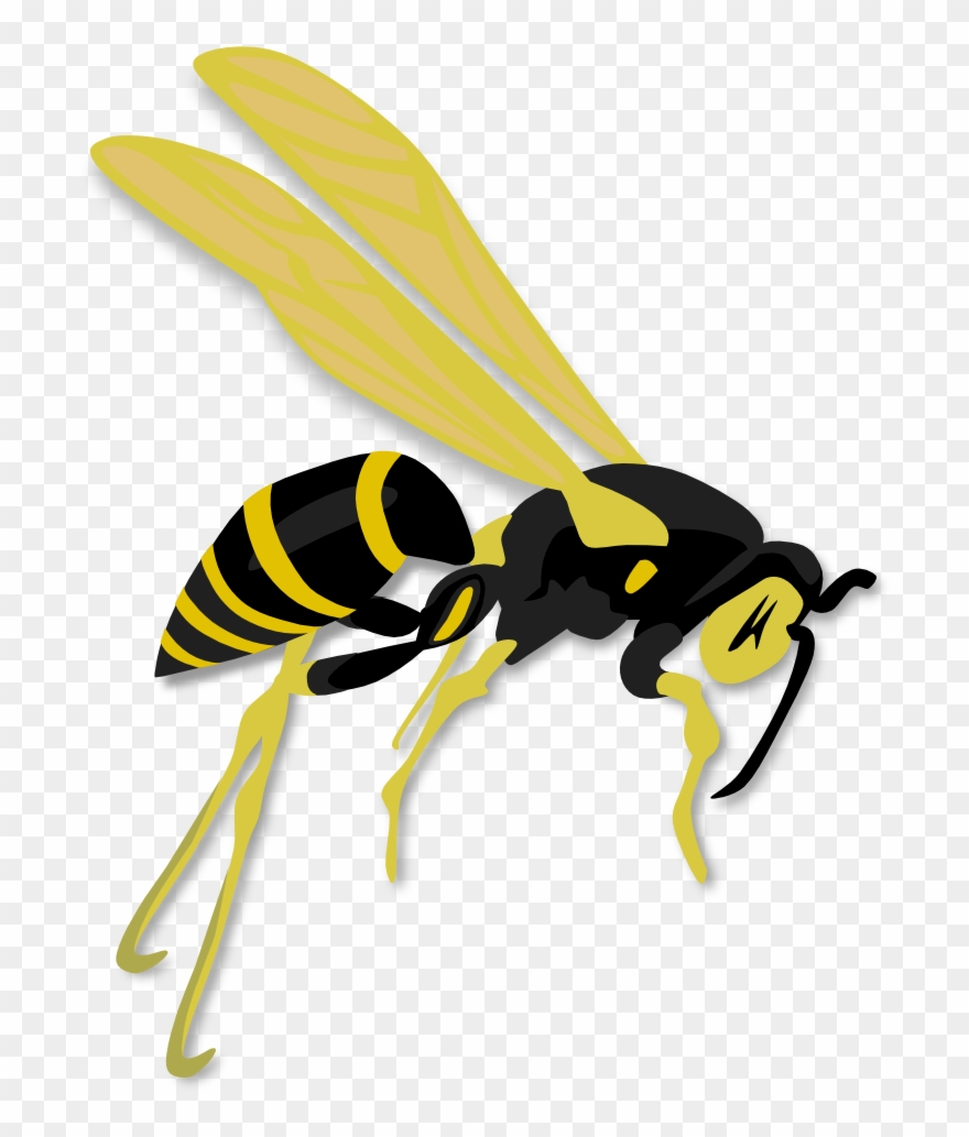 Detail Wasp Download Nomer 6