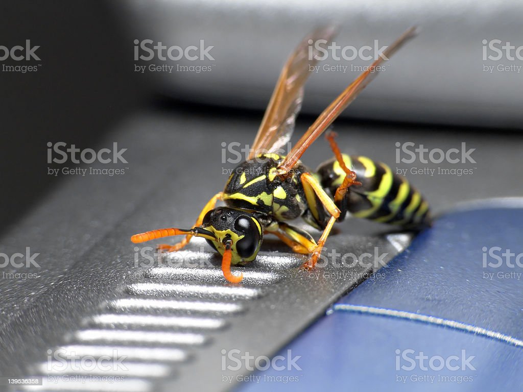 Detail Wasp Download Nomer 50