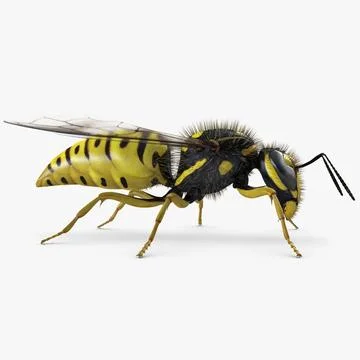 Detail Wasp Download Nomer 58