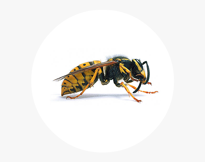 Detail Wasp Download Nomer 7