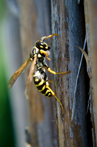 Detail Wasp Download Nomer 8