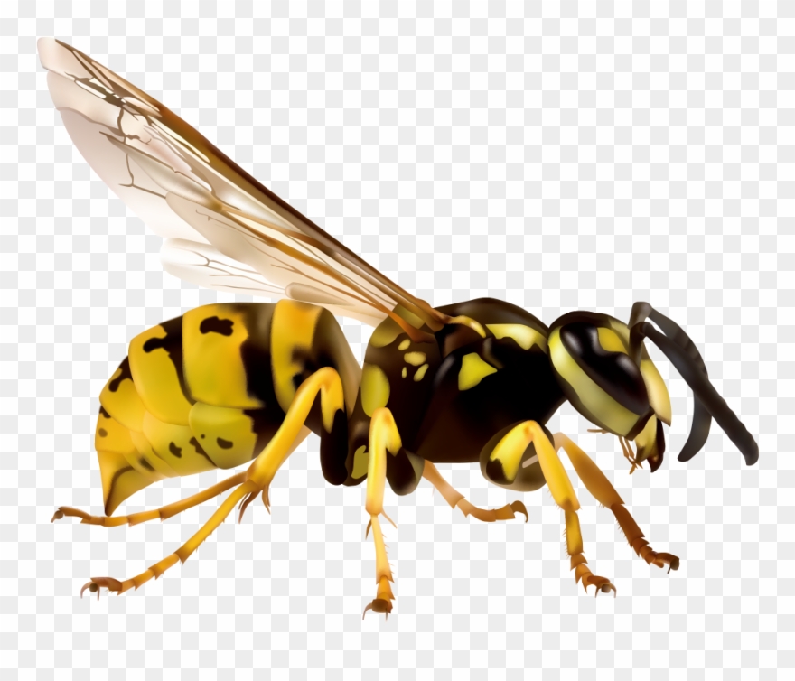 Detail Wasp Download Nomer 9