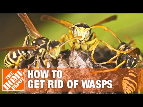 Detail Wasp Nest Barcode Nomer 30