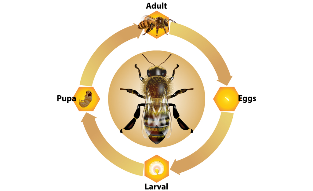 Detail Wasp Nest Barcode Nomer 38