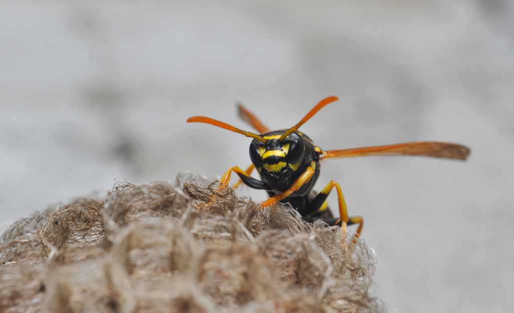 Detail Wasp Nest Barcode Nomer 45