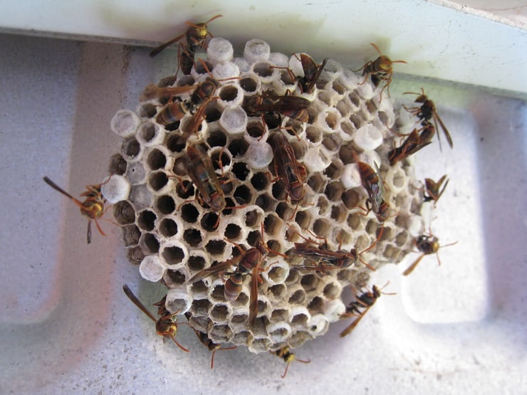 Detail Wasp Nest Ebay Nomer 14