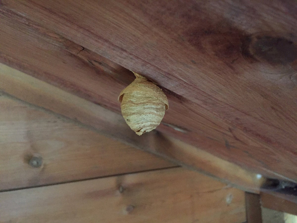 Detail Wasp Nest Ebay Nomer 20