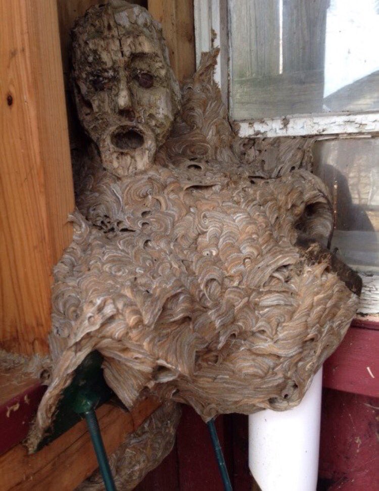 Detail Wasp Nest Ebay Nomer 35