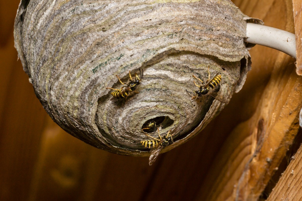 Detail Wasp Nest Ebay Nomer 41