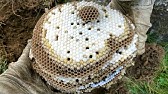 Detail Wasp Nest Ebay Nomer 46