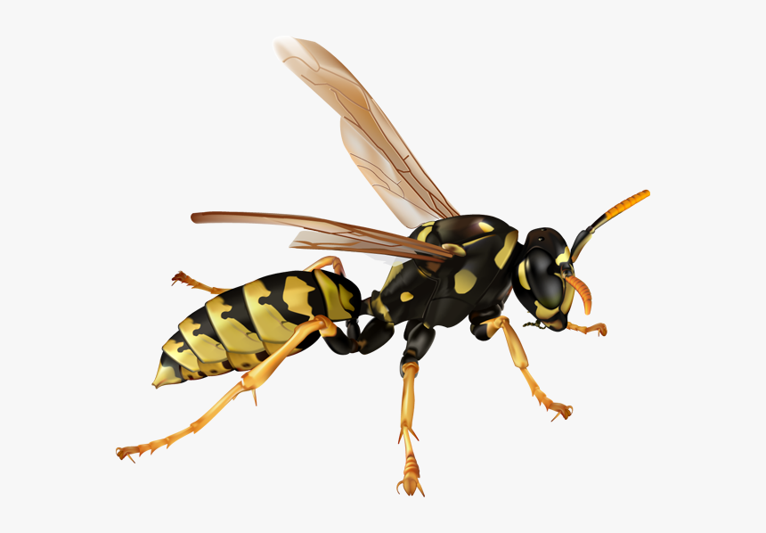 Wasp Transparent Background - KibrisPDR