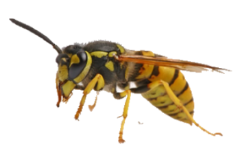 Detail Wasp Transparent Background Nomer 11