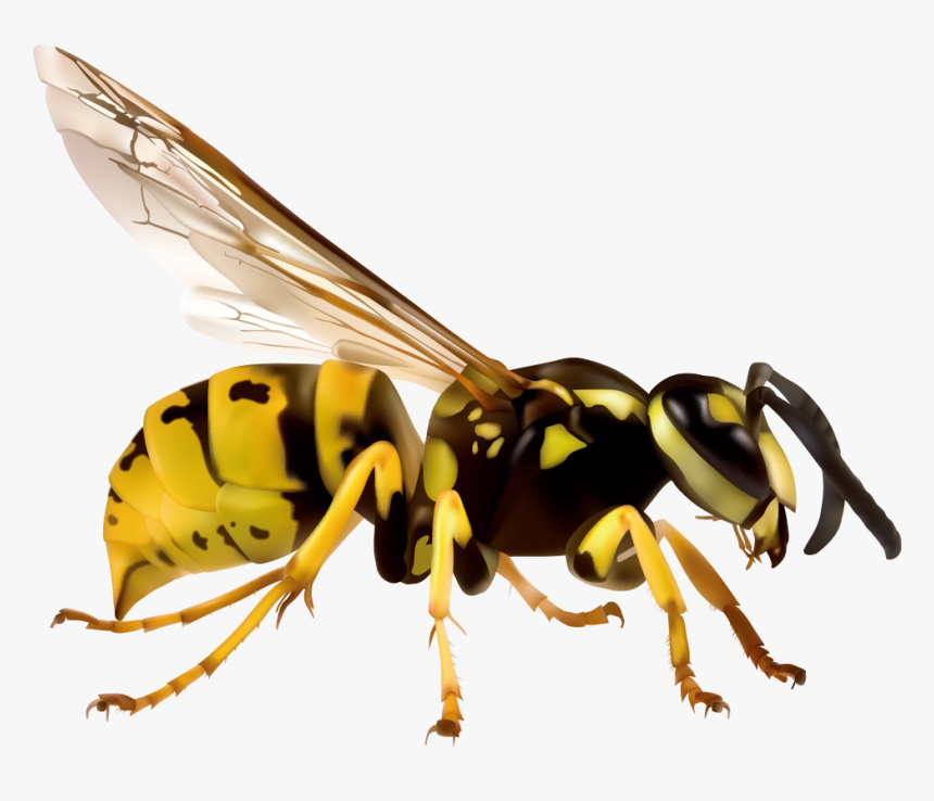 Detail Wasp Transparent Background Nomer 12