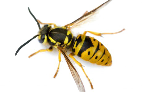 Detail Wasp Transparent Background Nomer 13