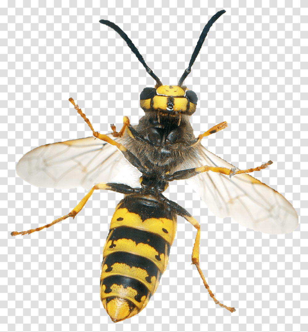 Detail Wasp Transparent Background Nomer 16