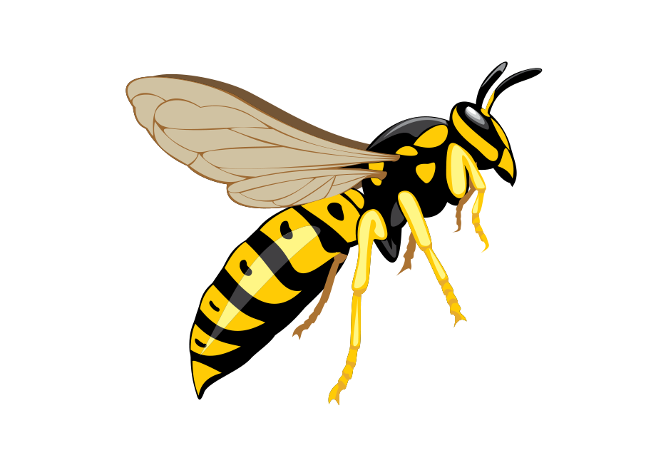 Detail Wasp Transparent Background Nomer 17
