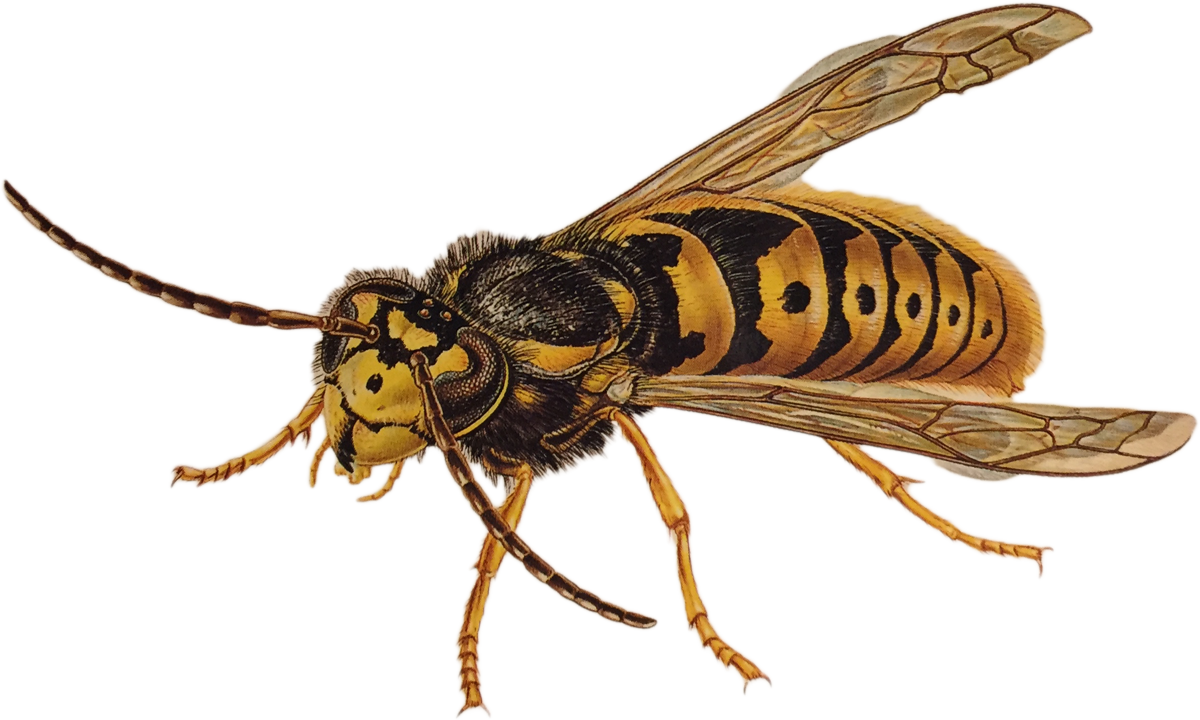 Detail Wasp Transparent Background Nomer 19