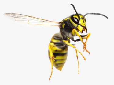 Detail Wasp Transparent Background Nomer 3