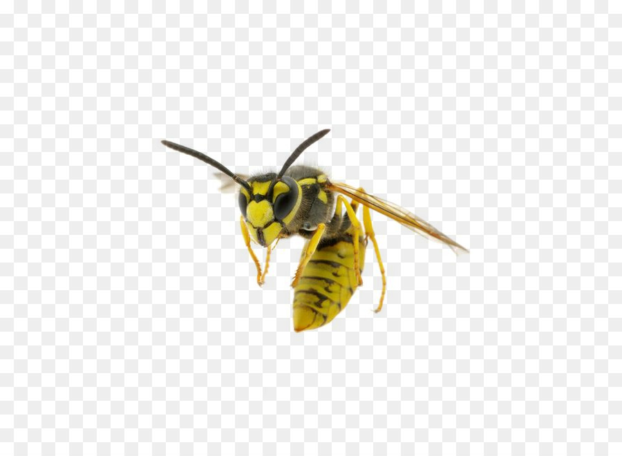 Detail Wasp Transparent Background Nomer 22