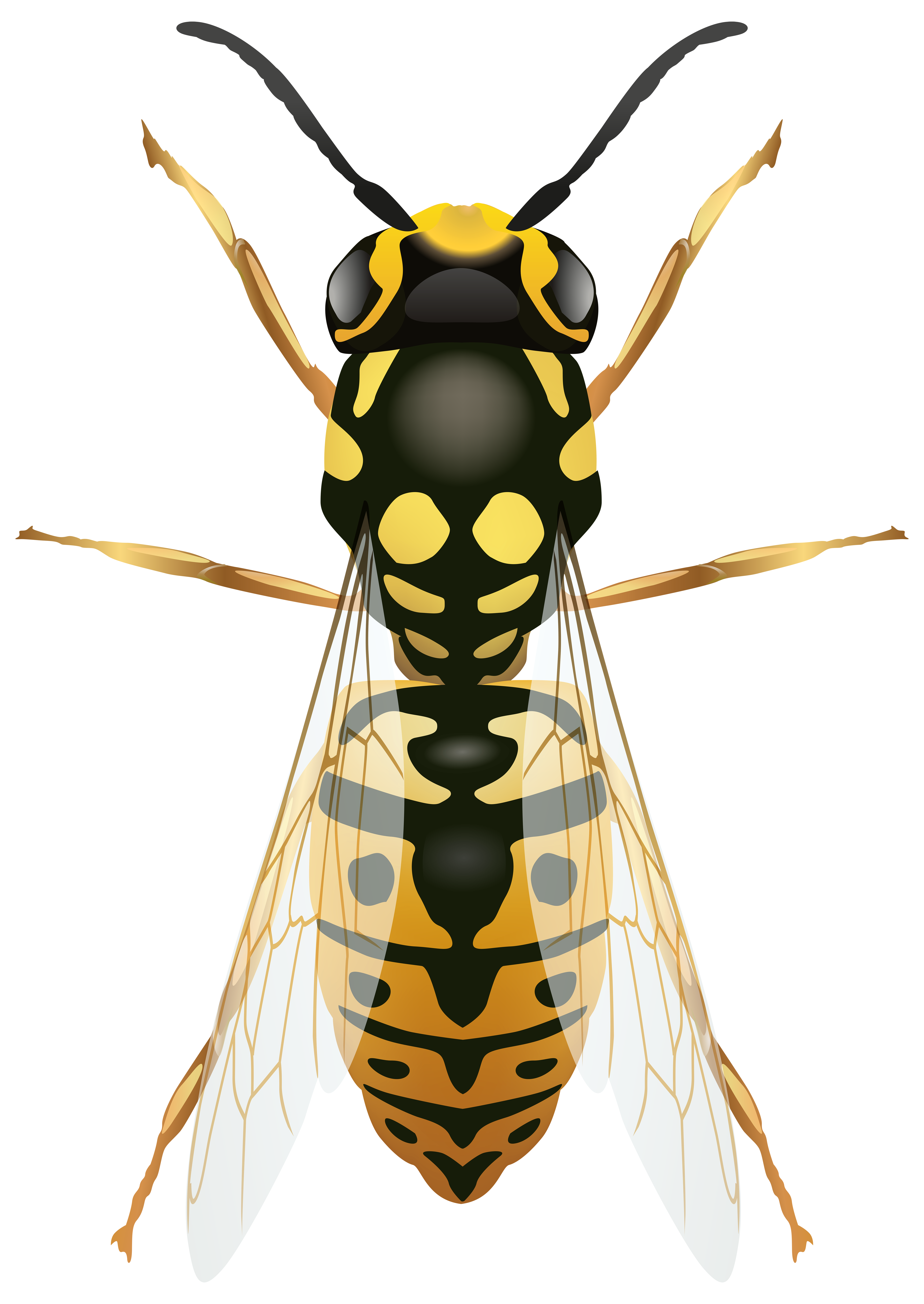 Detail Wasp Transparent Background Nomer 23