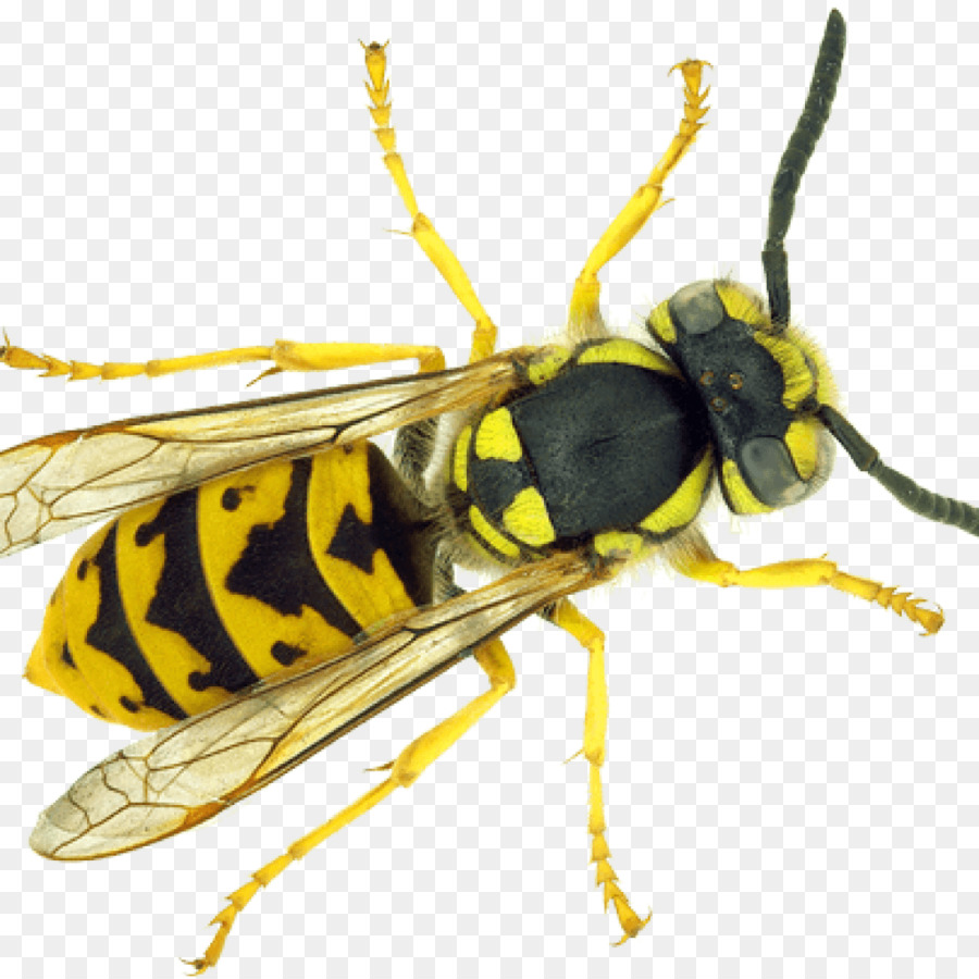 Detail Wasp Transparent Background Nomer 25