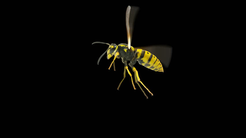 Detail Wasp Transparent Background Nomer 27