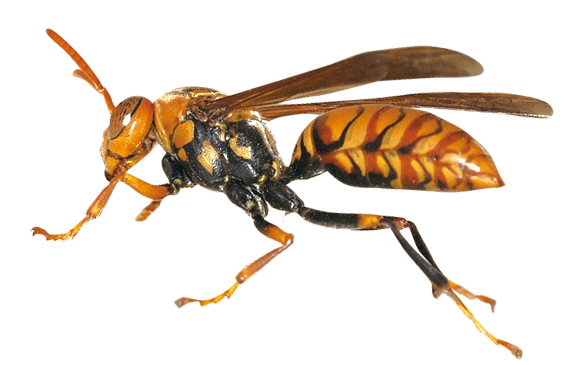 Detail Wasp Transparent Background Nomer 28