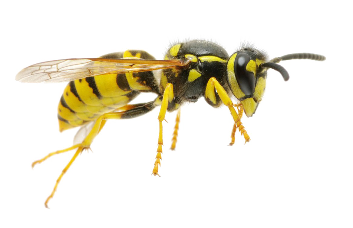 Detail Wasp Transparent Background Nomer 4