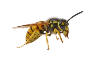 Detail Wasp Transparent Background Nomer 29