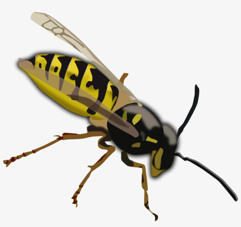 Detail Wasp Transparent Background Nomer 33