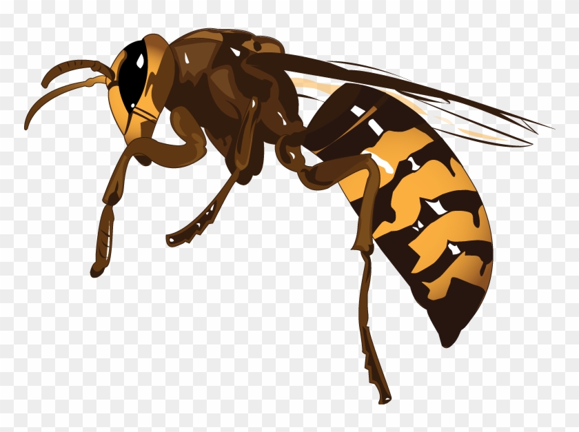 Detail Wasp Transparent Background Nomer 34