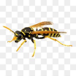 Detail Wasp Transparent Background Nomer 35