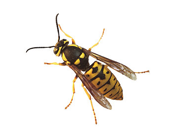 Detail Wasp Transparent Background Nomer 36