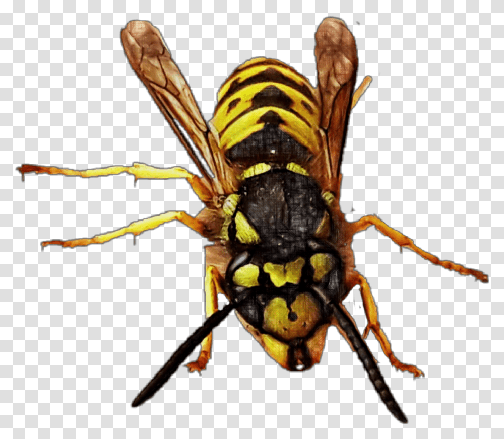 Detail Wasp Transparent Background Nomer 38